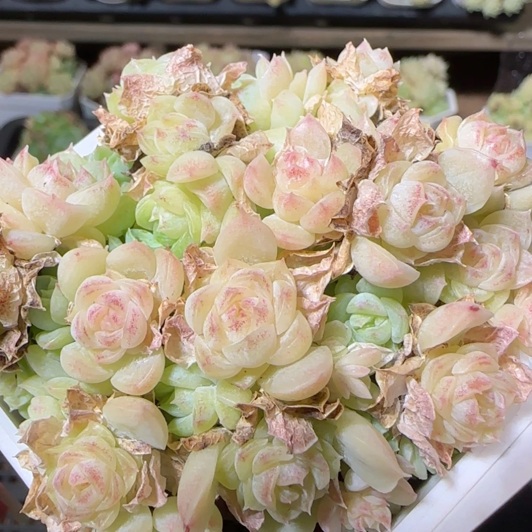 花语逸镜1026-76散麦秆