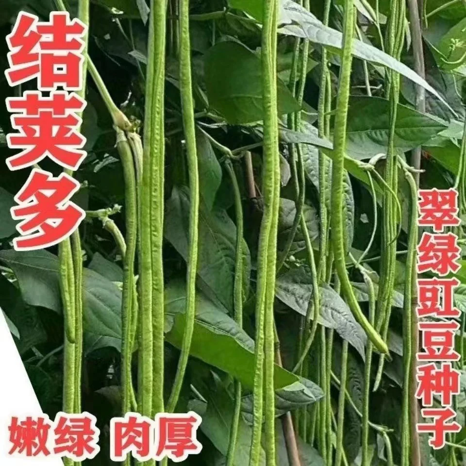 【只发新疆】豆角苗豇豆苗