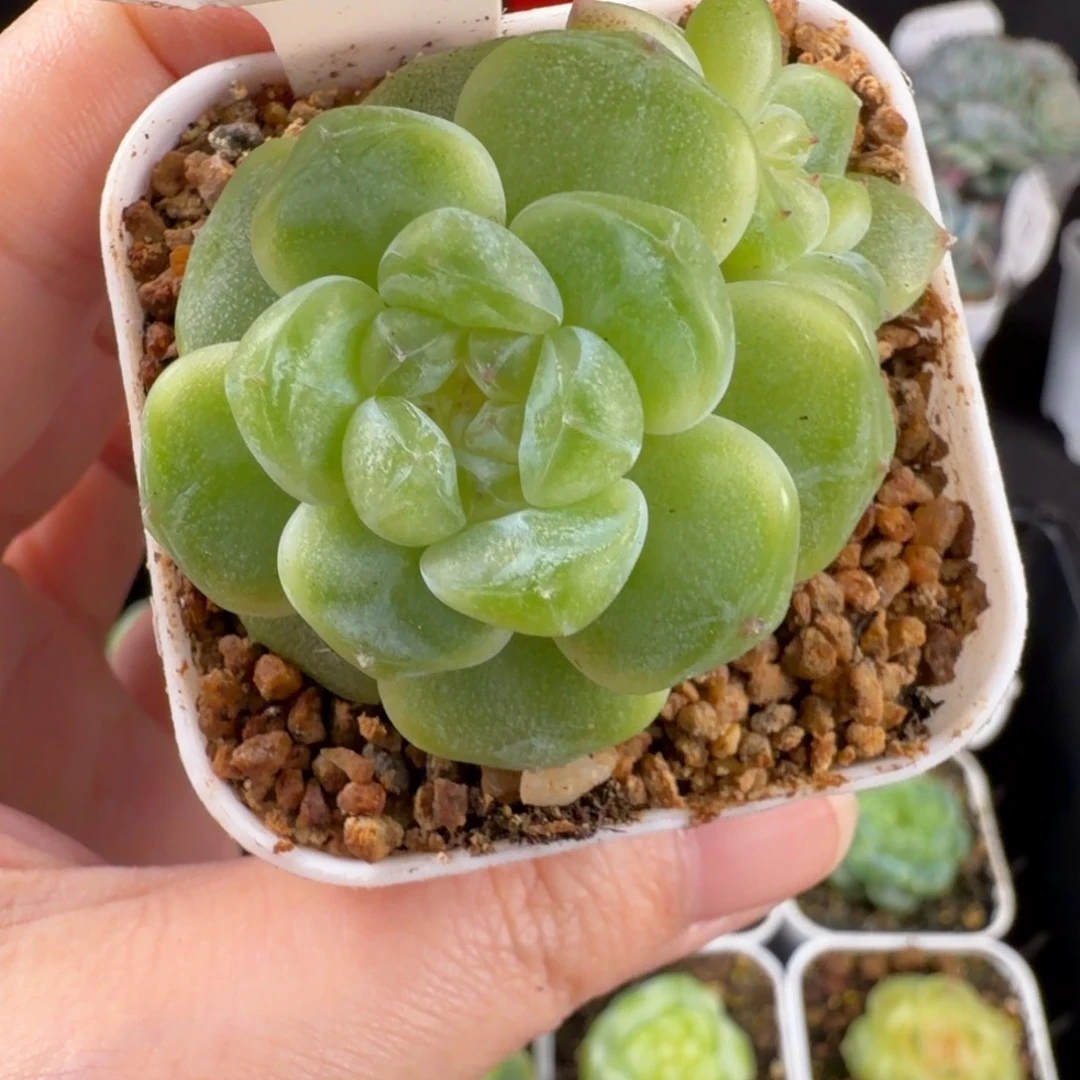 财富密码双头109号一颗