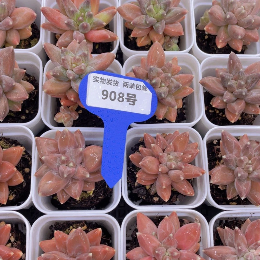 908号炫彩咖啡豆单头一个