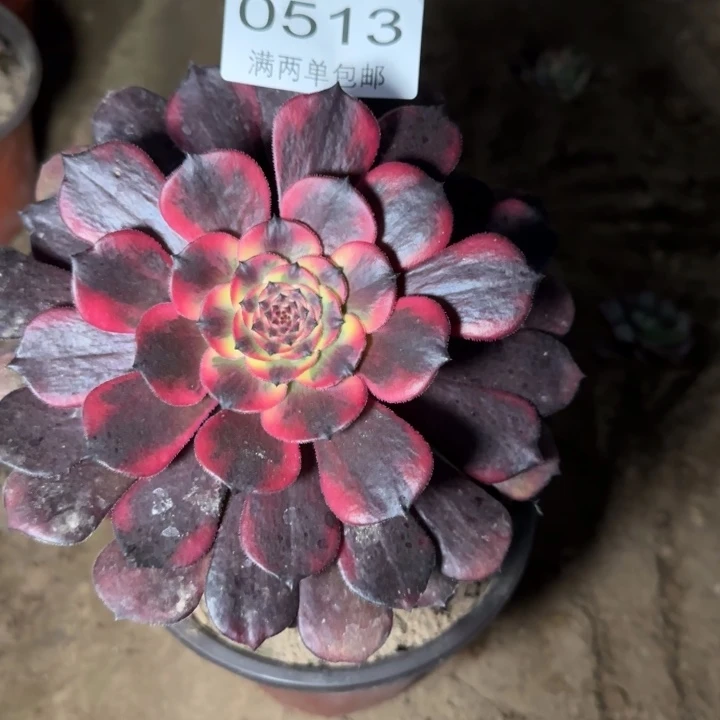 0513烟花多肉植物