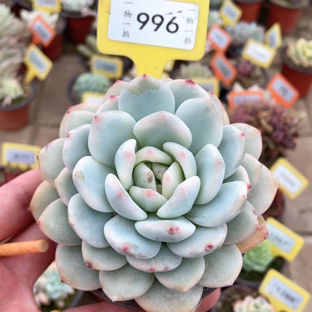 【闪购商品】996号