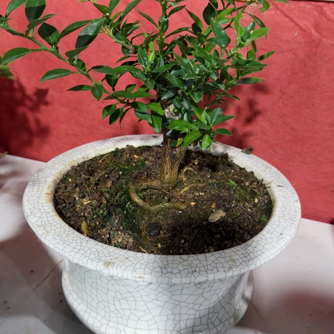 盆景雅****艺进口品种八房柑