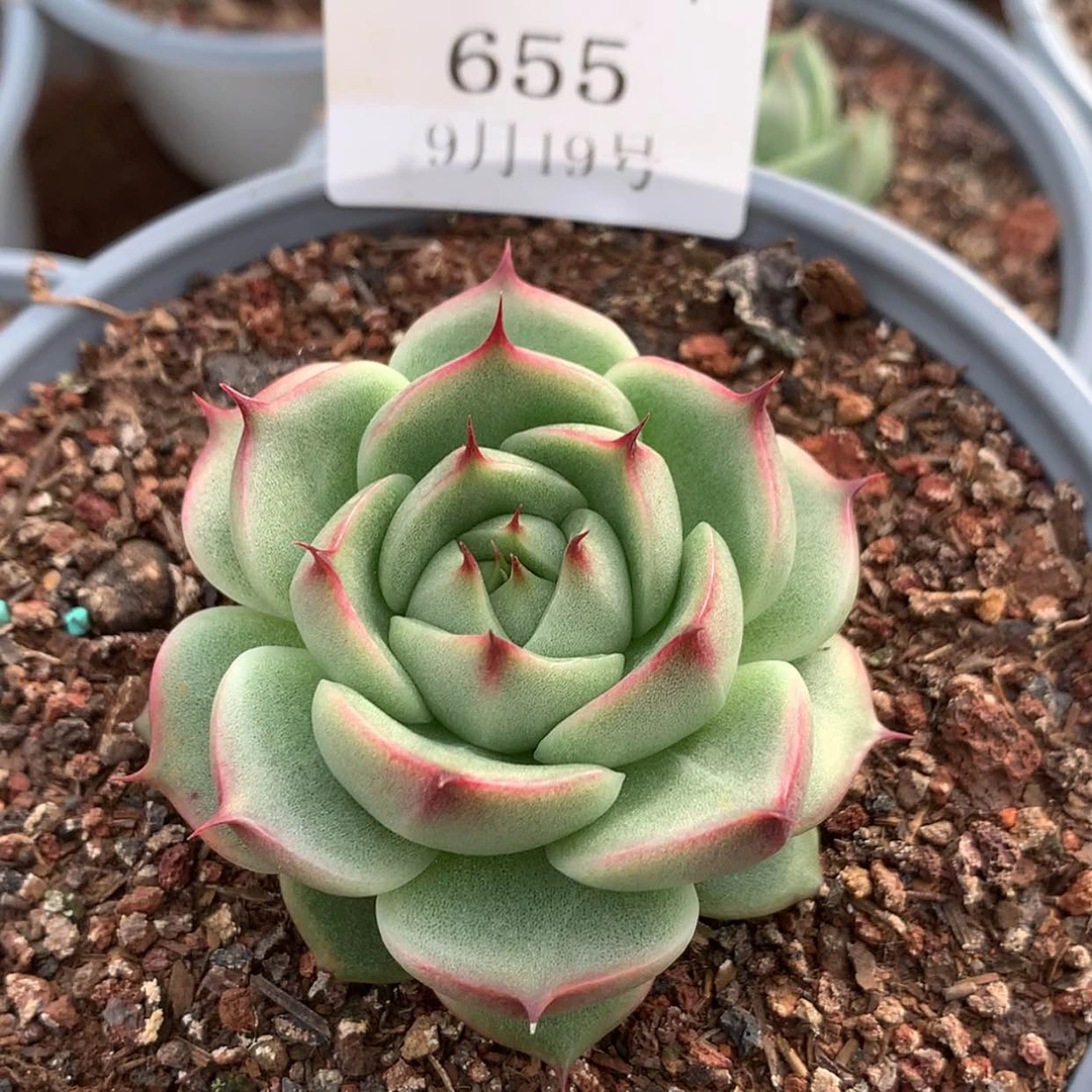 【闪购商品】云655号