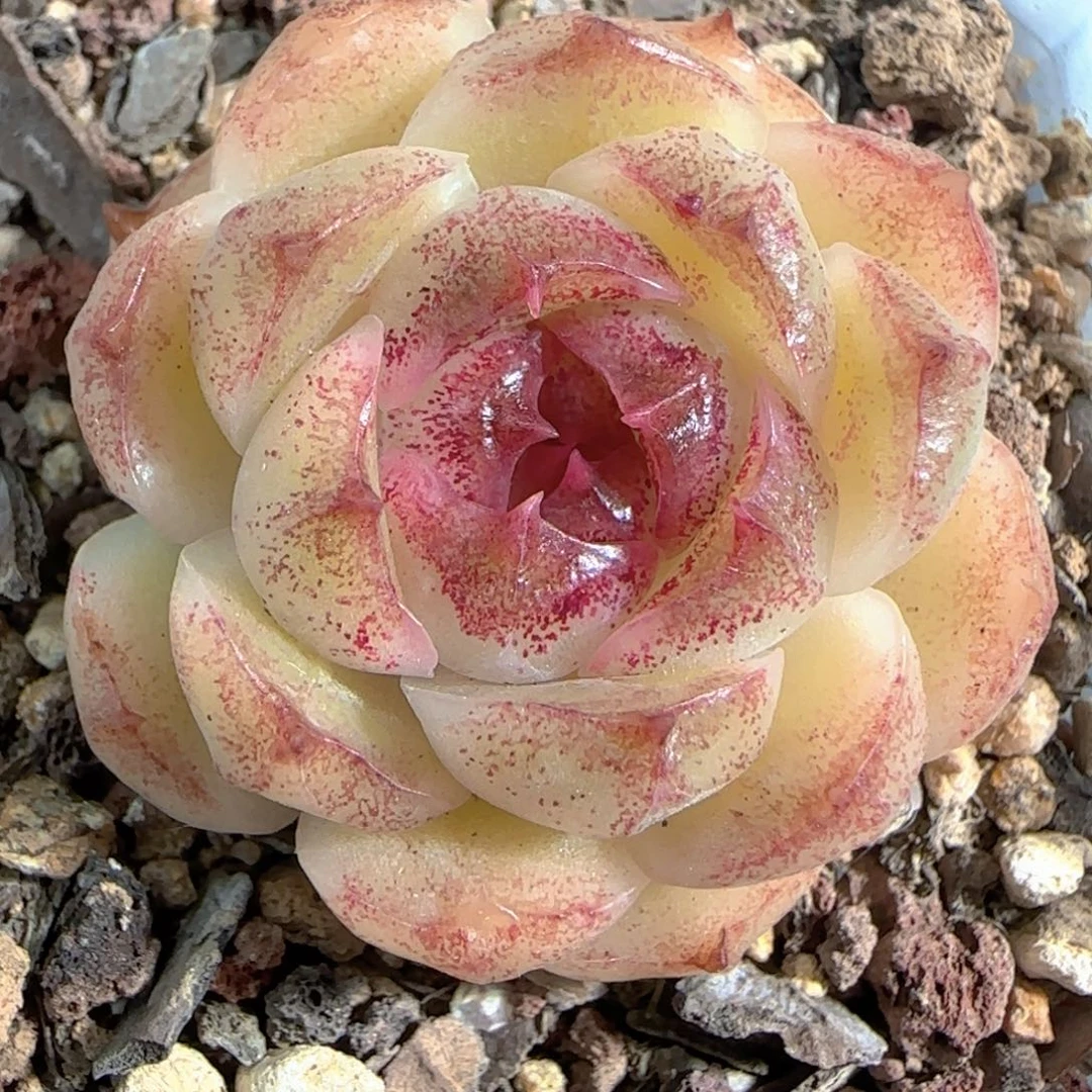 多肉1227-15黑水晶玫瑰