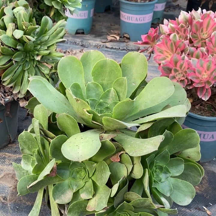 香炉盘多肉植物69。