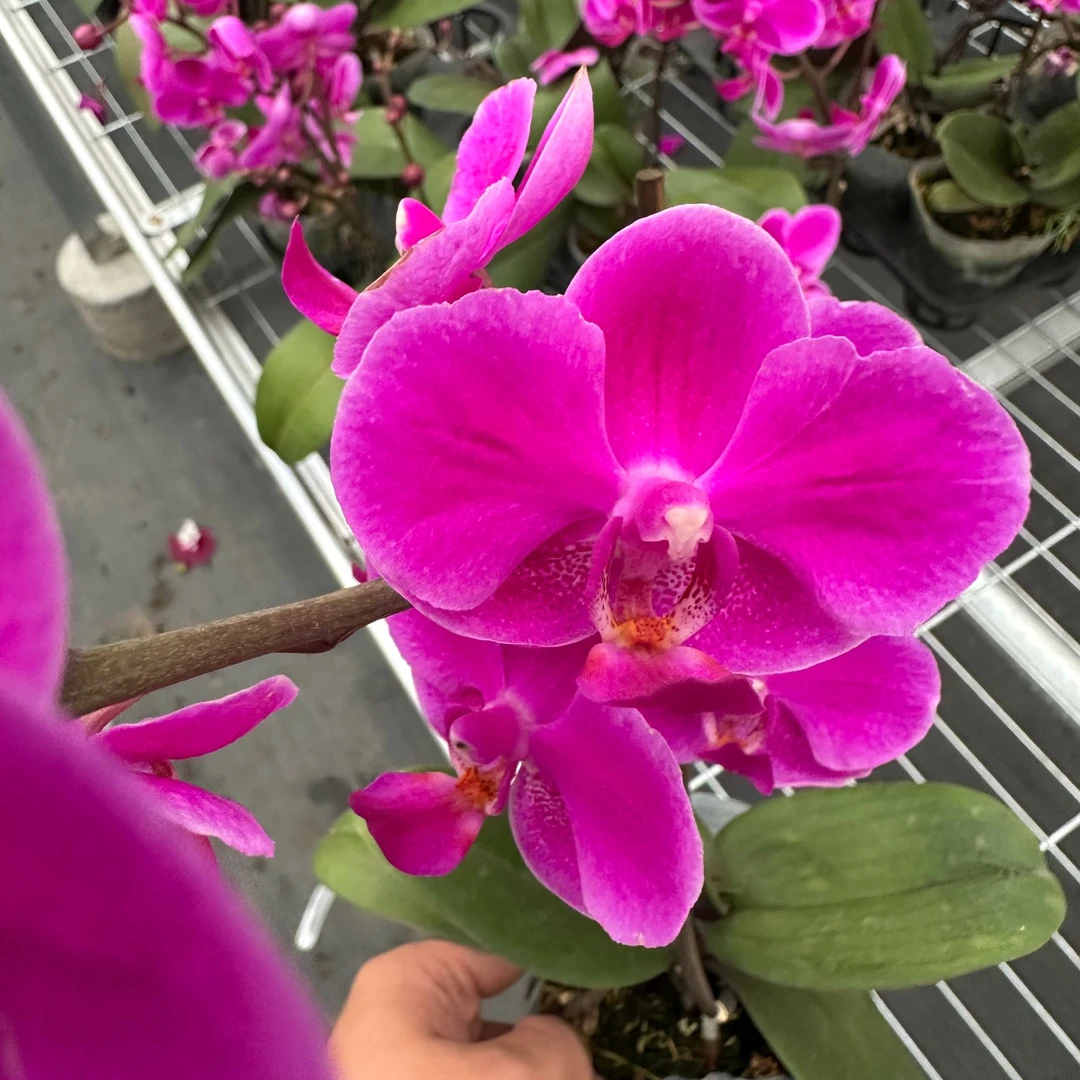【满天红 3.0寸】蝴蝶兰高档鲜花盆栽