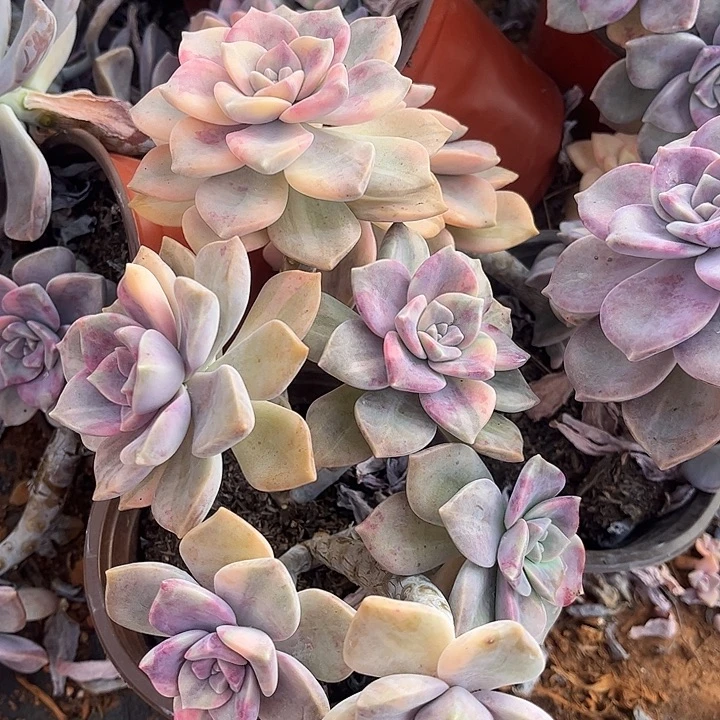 紫乐锦群，一物一拍