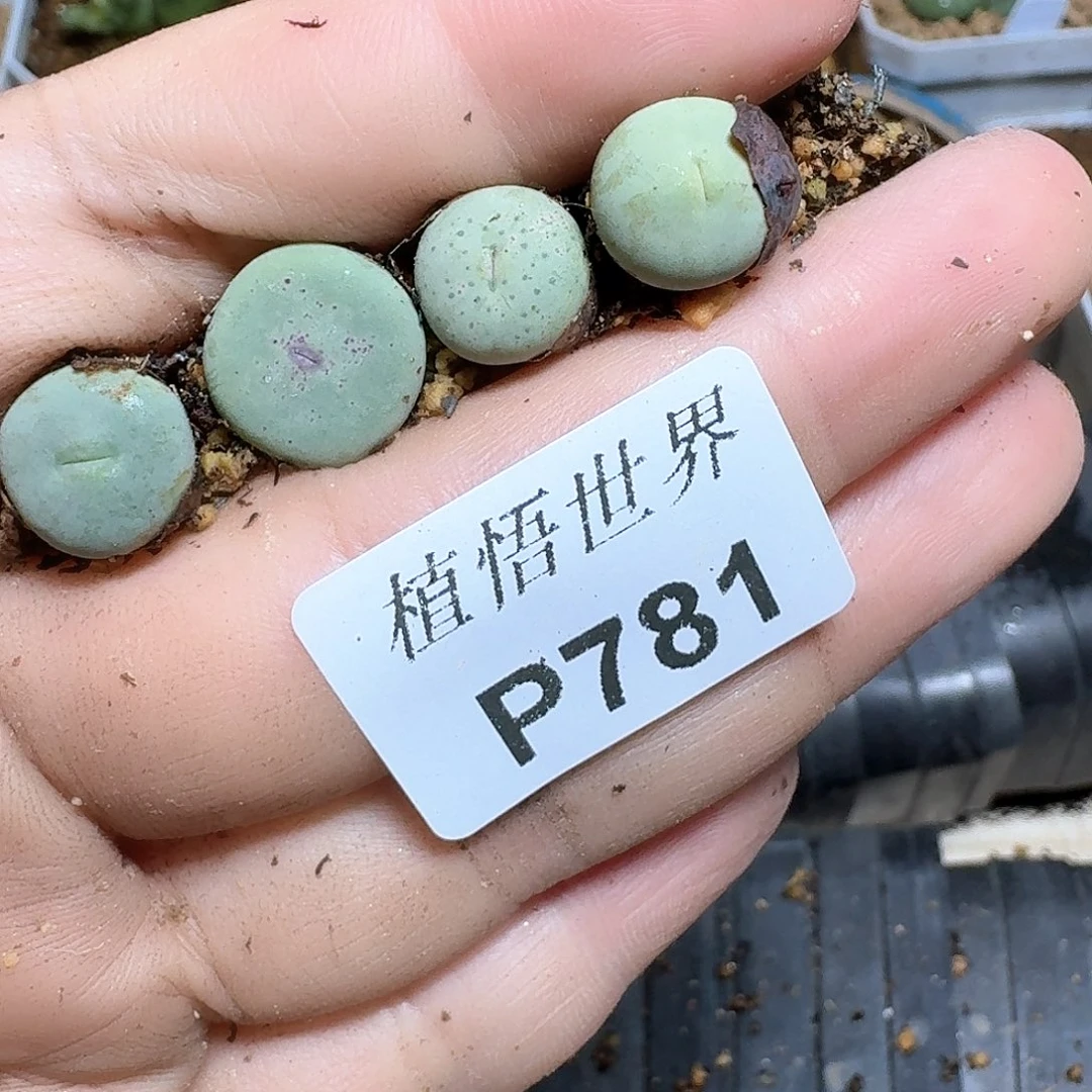 781盒多肉植物哇cv