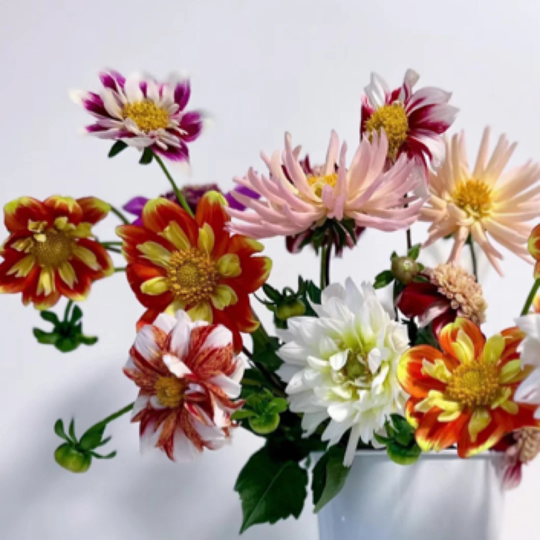 精品【国外最爱单瓣集合】大丽花超大花进口整坨球