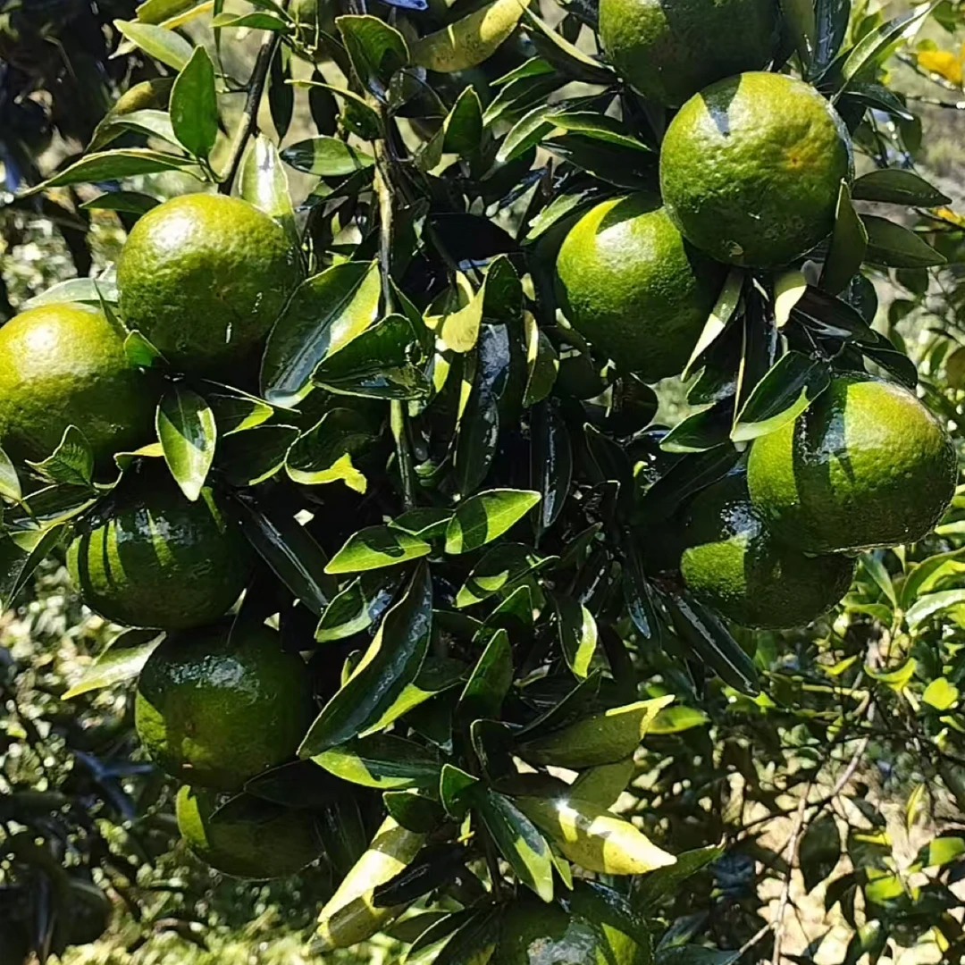 ［陈红精选］大山陈皮金