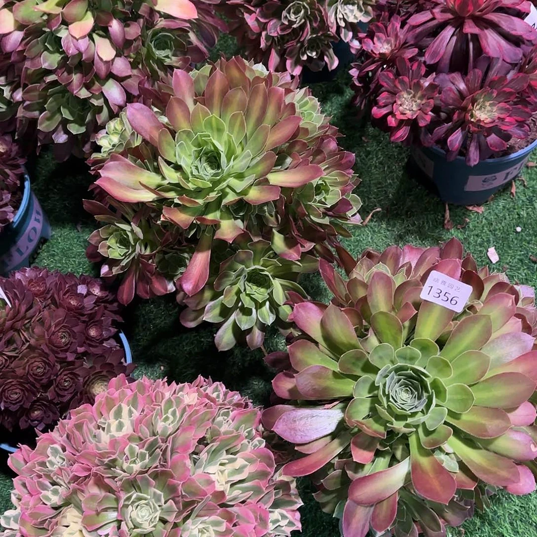 多肉植物火焰1356