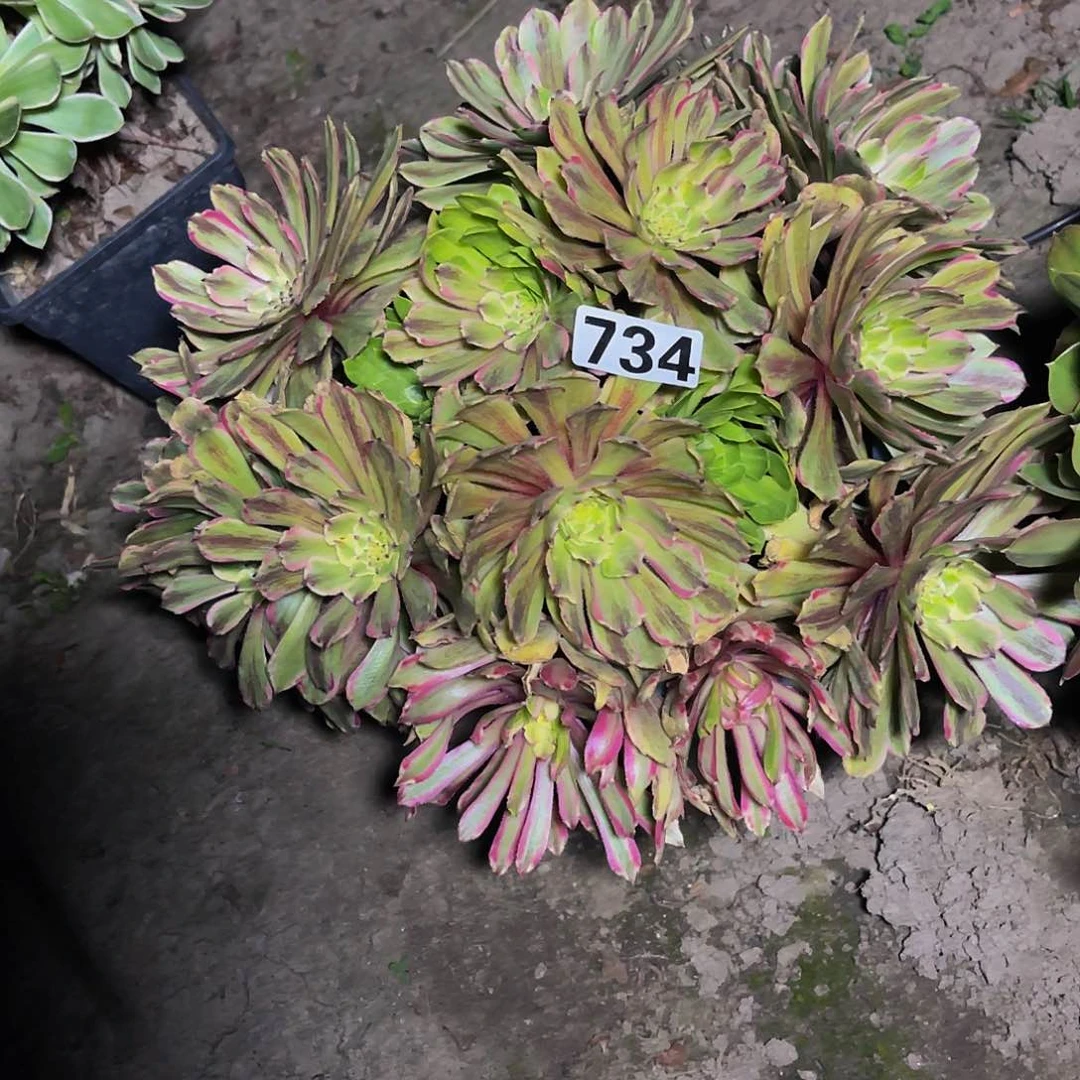 法师法师的13–15包邮法师