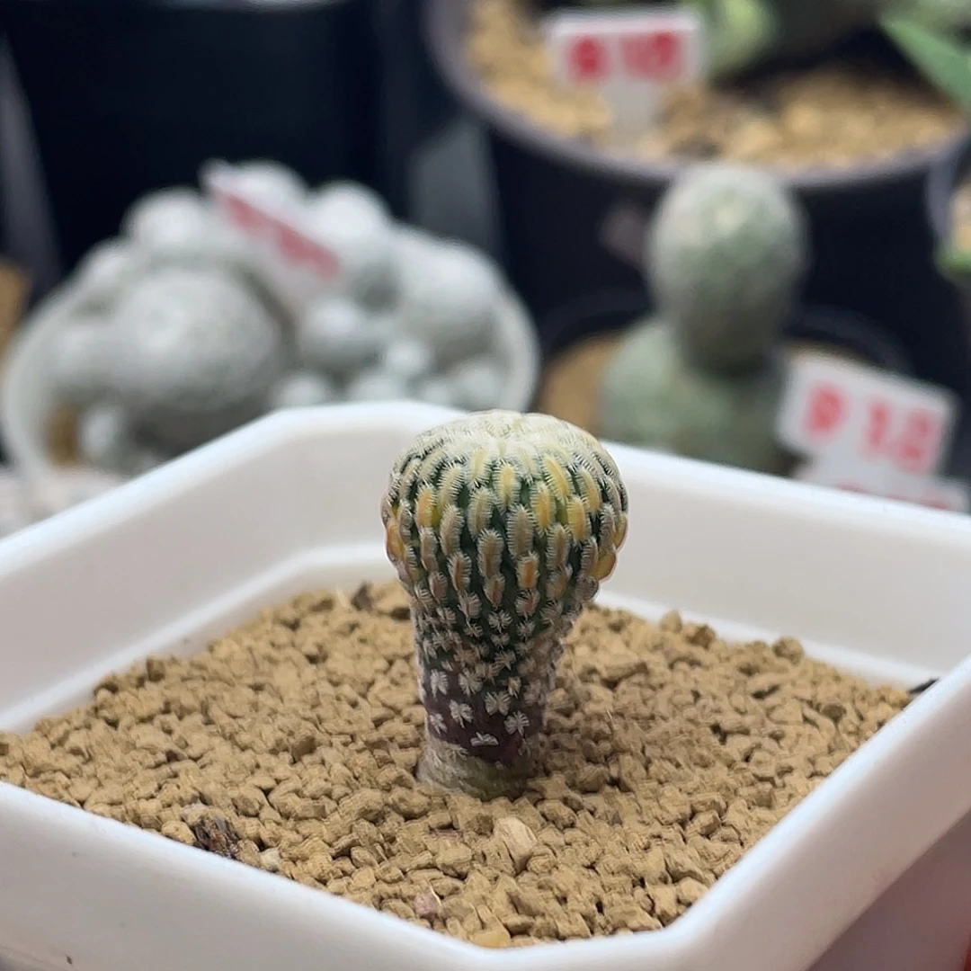 实生散斑精巧殿锦仙人球多肉