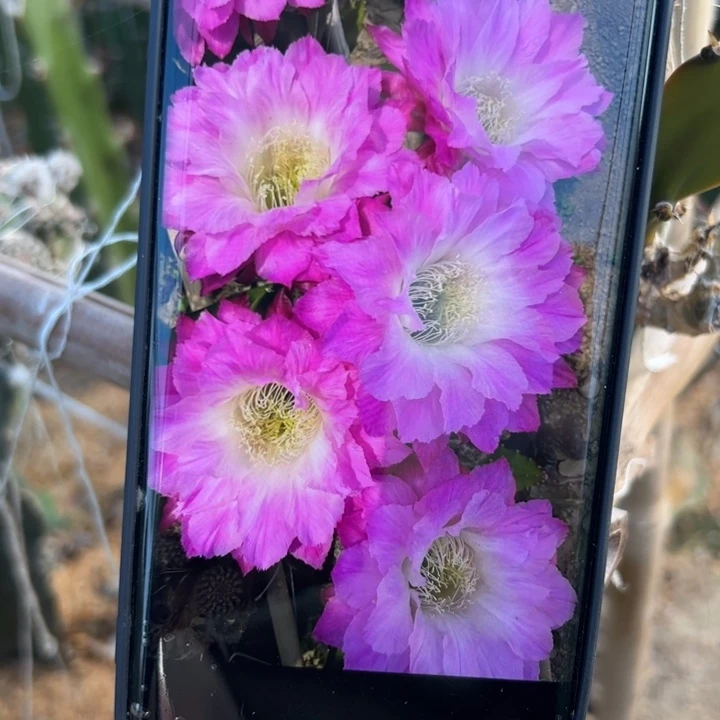 35彩草少女歪无根侧芽3一4公分左右20包邮