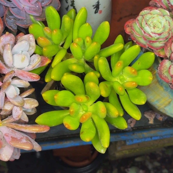 你***了老桩精品肉肉芒果奶