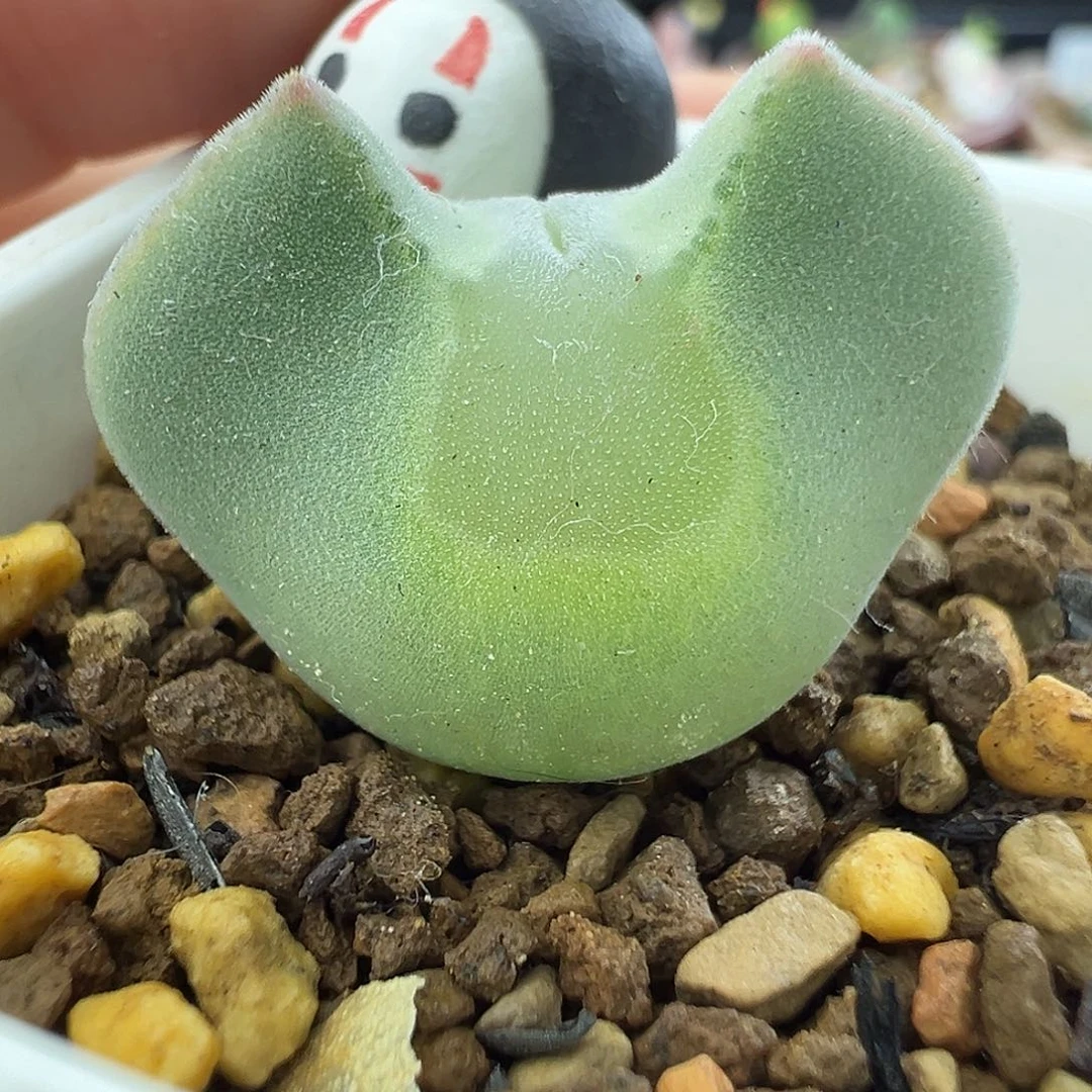 D134号大眼睛四年半T S短耳超级胖