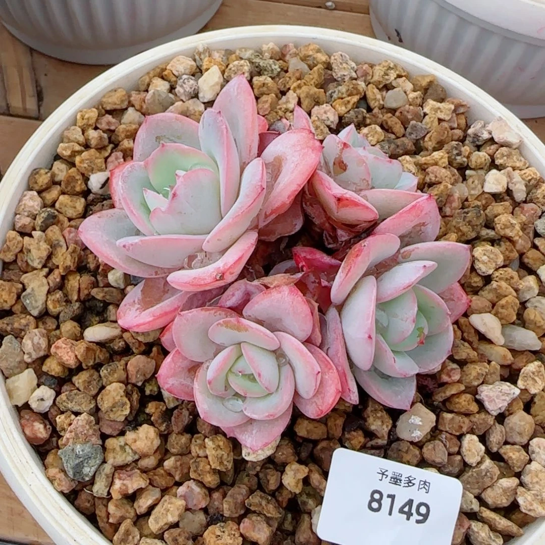 布鲁兰，8149多肉植物