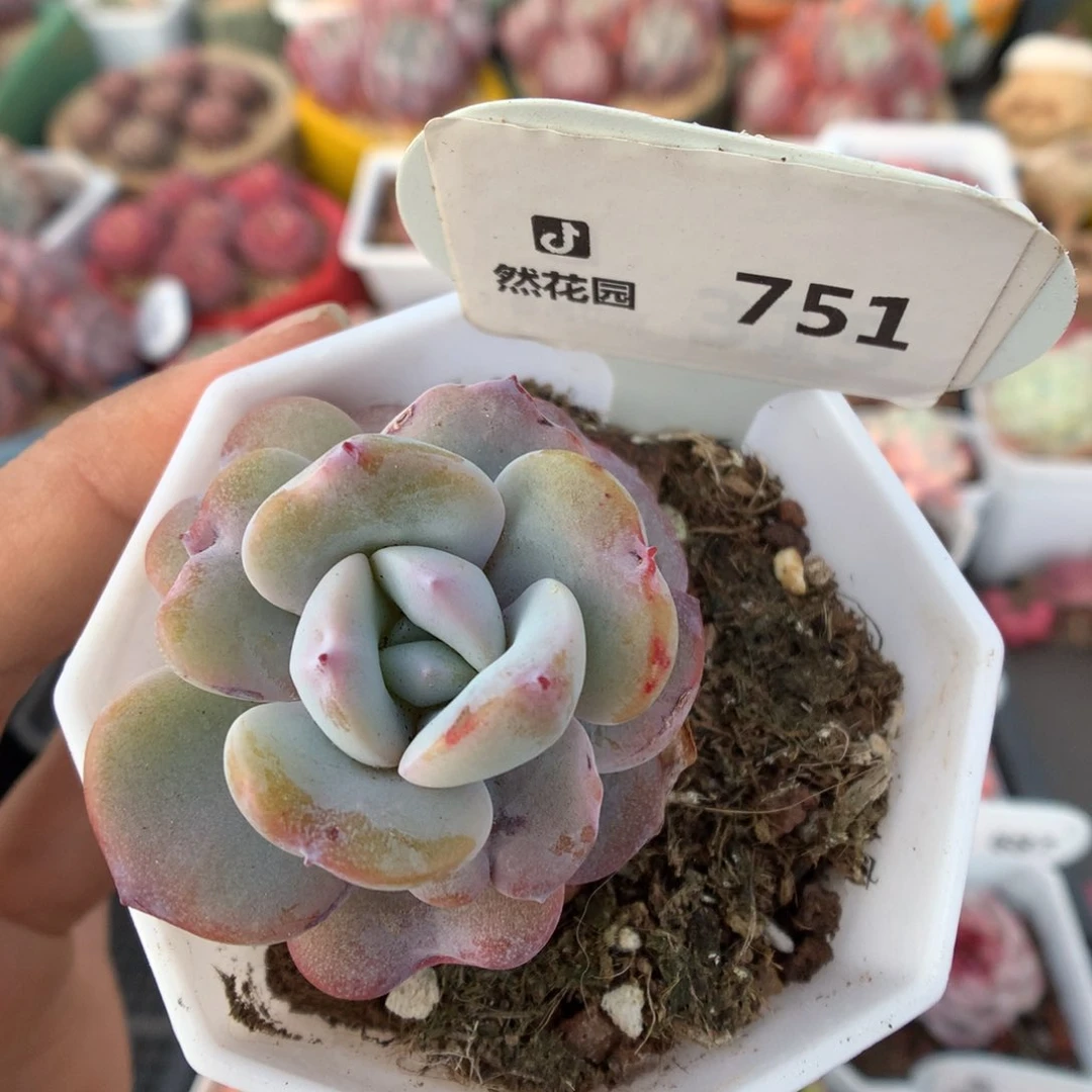 751奶茶多肉植物福利