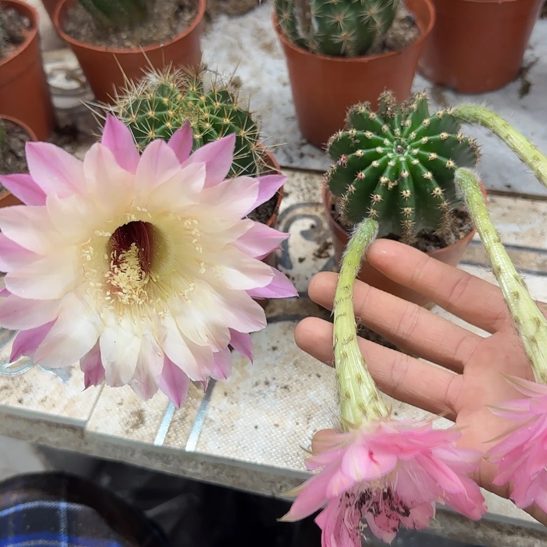 无花朵薇*吖花花花哈哈哈哈哈