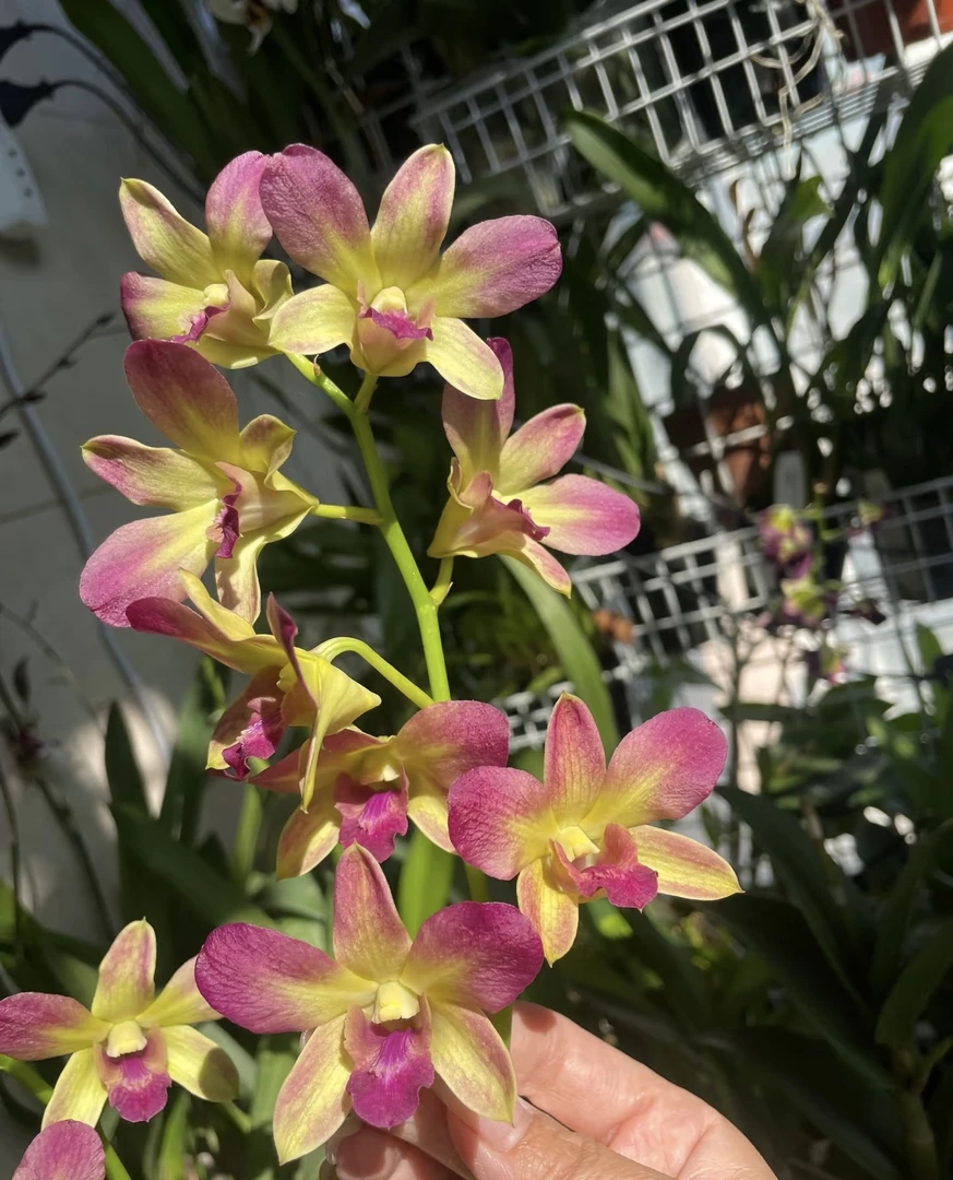 香伴【 秋石斛】爆花好养花期长 云南鲜花绿植