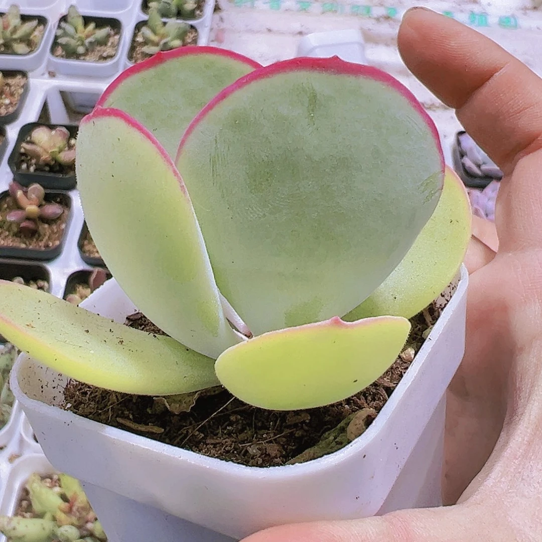 白眉多肉植物19包邮