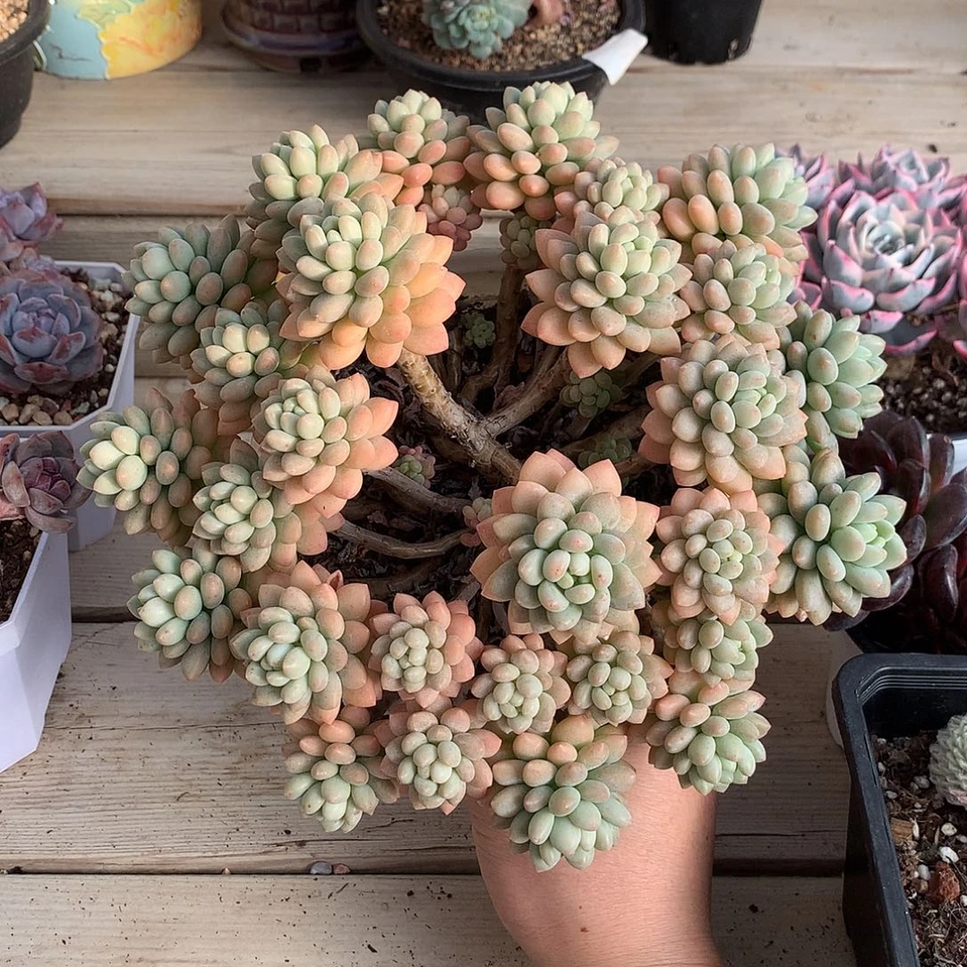 121洛可可多肉一颗22厘米