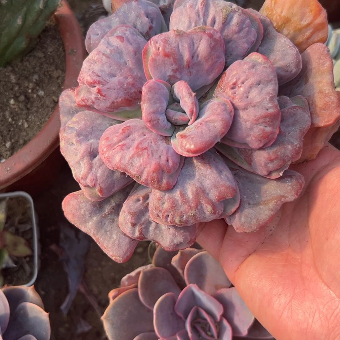 多肉植物多肉植物