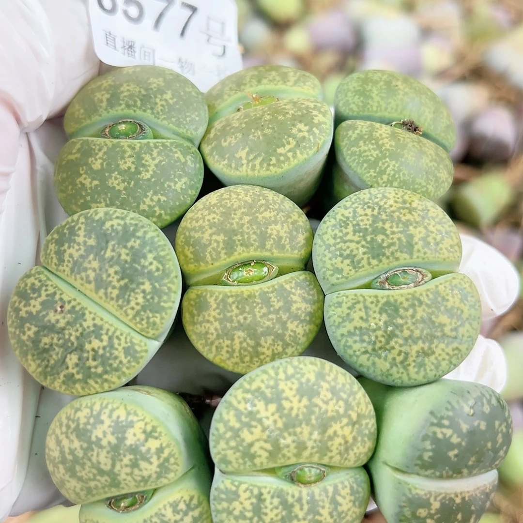 8577 好养易活生石花大母本9个