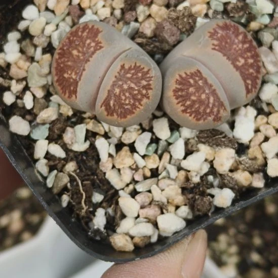 菊纹章生石花双头多肉植物