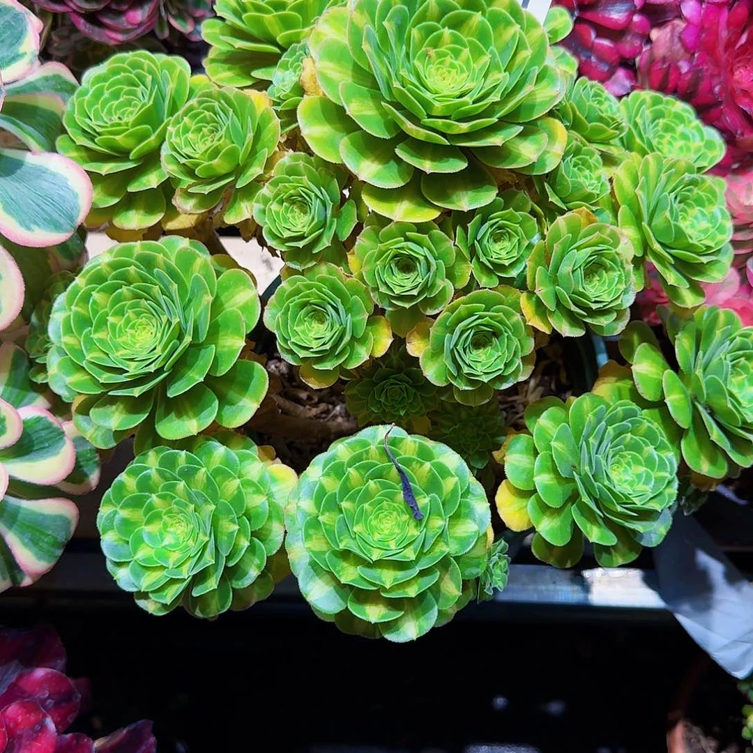 花*月261多肉植物法师