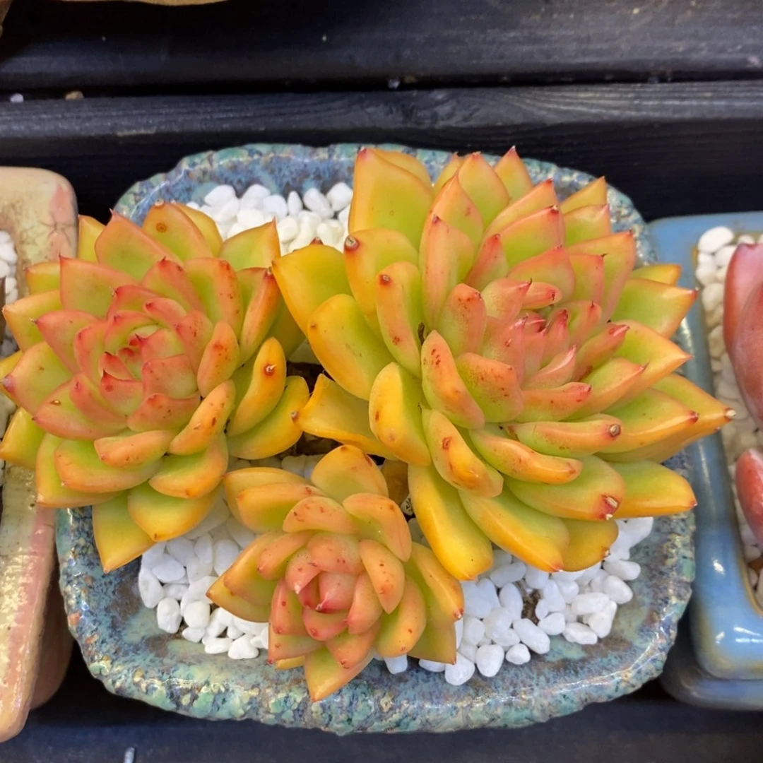柚橙多肉植物盆栽
