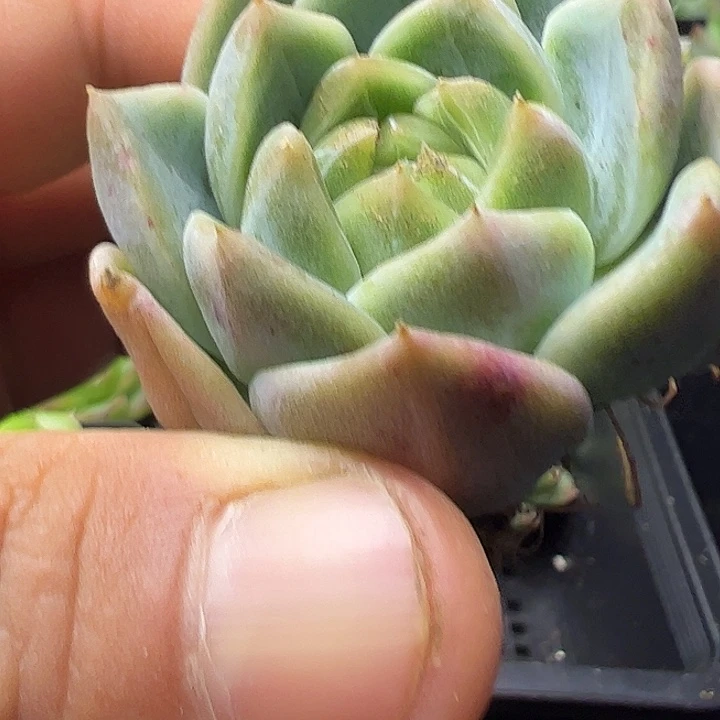 白心珍妮单头111111