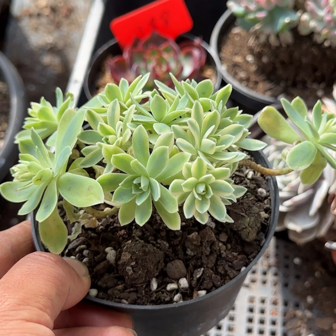 波化妆锦一物一拍包装收缩花旱
