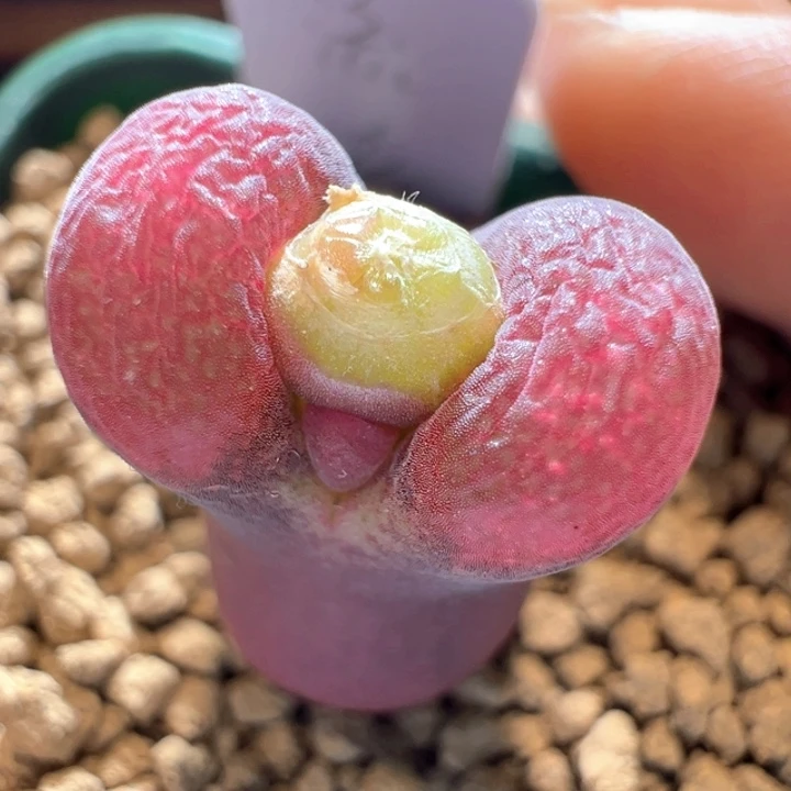 388。 优选流沙六年母本