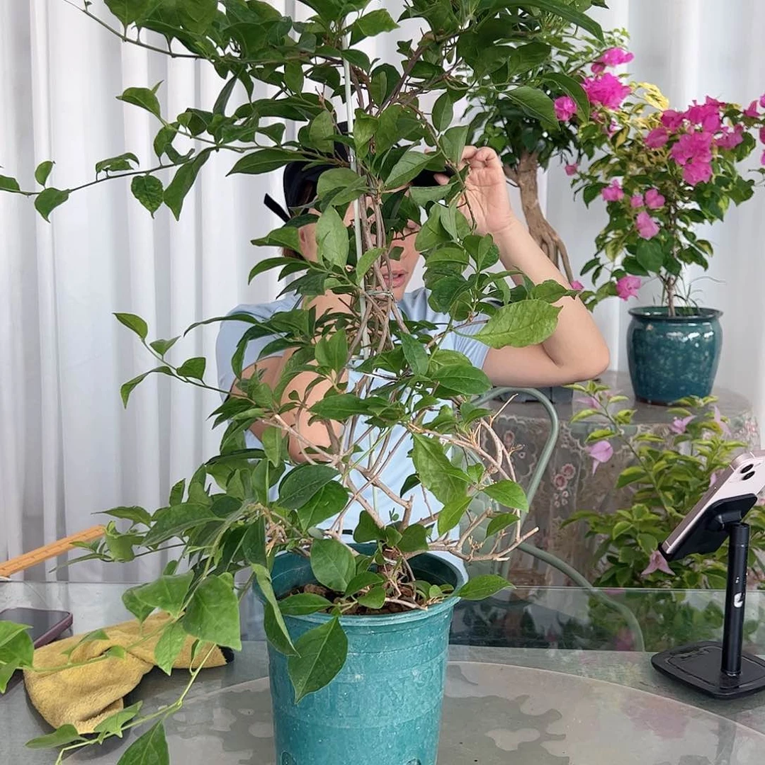 当前无花栽培后可以开花白雪公主带竹一颗