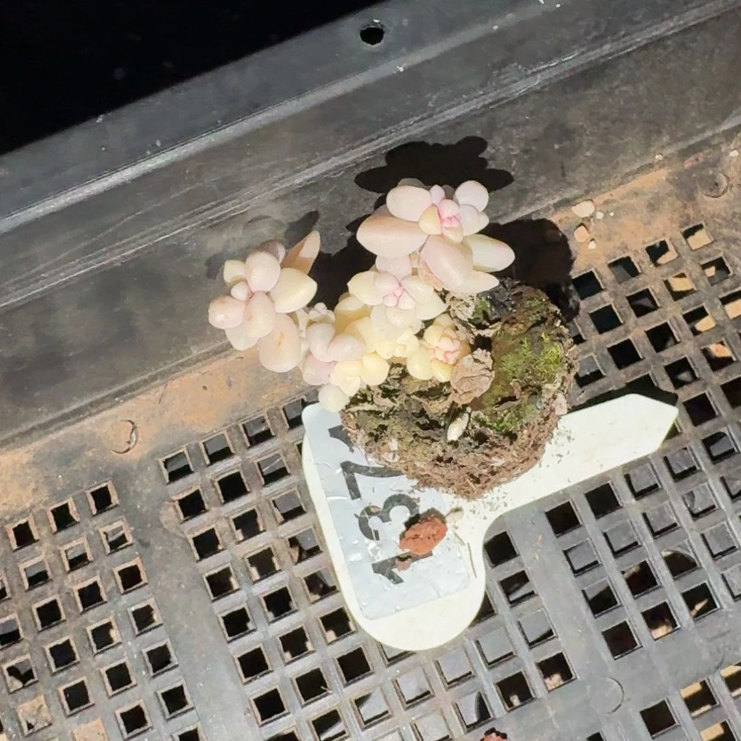 小**?多肉姬秋丽锦，加运费