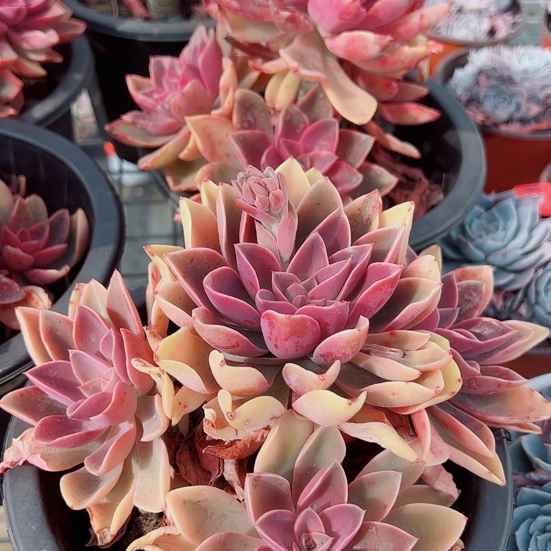 紫气东来多头群生精品特价