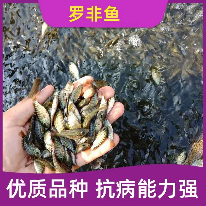 抗寒海南一号罗非鱼快大品种长势快抗病强包邮包活