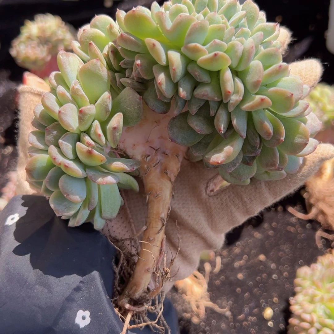 未**期新年快乐新主播福利