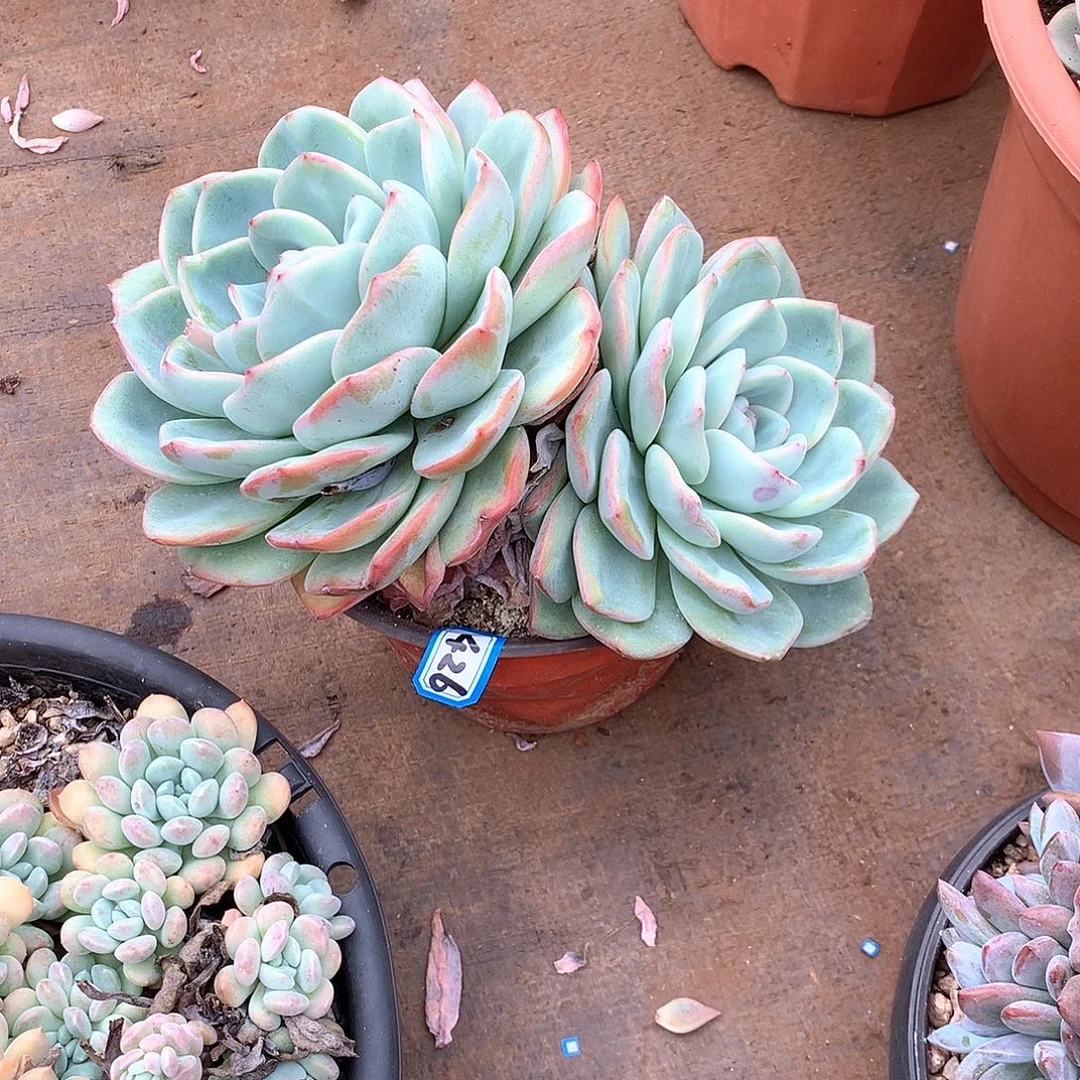 426泡芙 一物一拍多肉