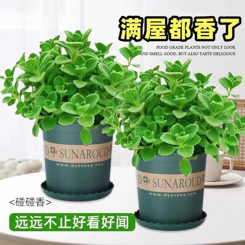 碰碰香盆栽多肉植物食用薄荷迷迭香绿植花卉室内客厅桌面驱蚊香草