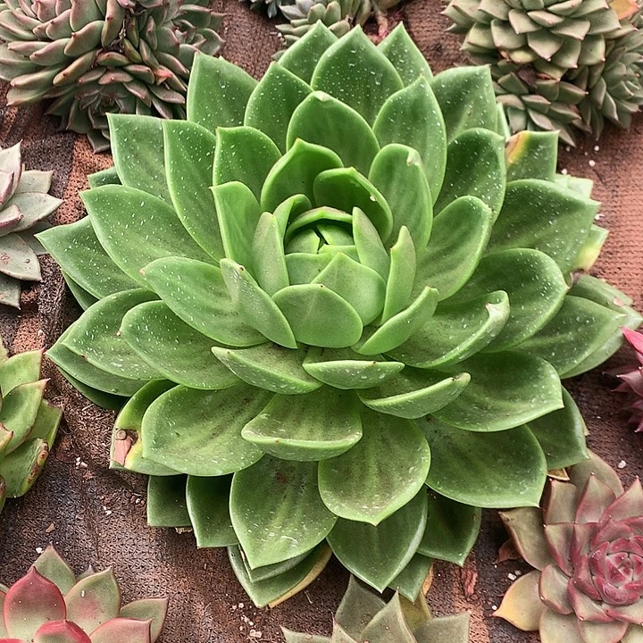 用***2美肉特价活动开始啦