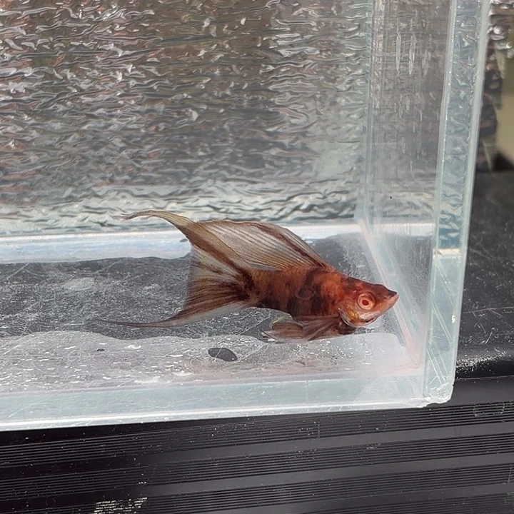 孔雀鱼玛丽鱼一条可可公