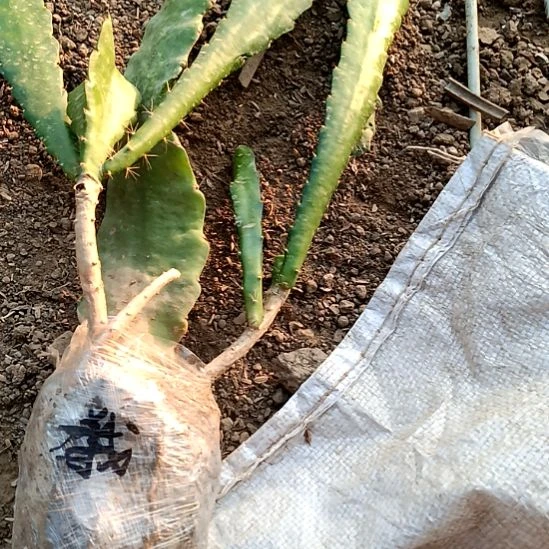 g***j完全开放令箭何花东北小粉