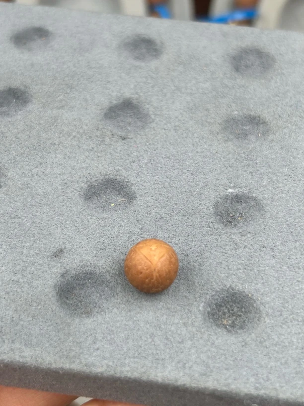 尼泊尔凤眼菩提龙眼顶珠13尺寸玉化无瑕疵保红籽