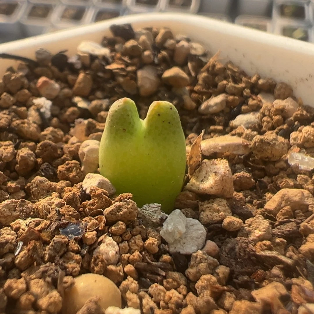 200多肉植物百科斑马