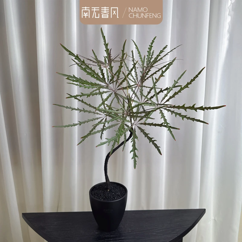 【柳叶孔雀木】飘枝造型诧寂风中古风格绿植小众个性盆栽植物