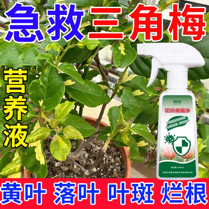 三角梅黄叶掉叶专用营养液肥料叶斑枯叶烂根落叶卷叶用花卉病菌净