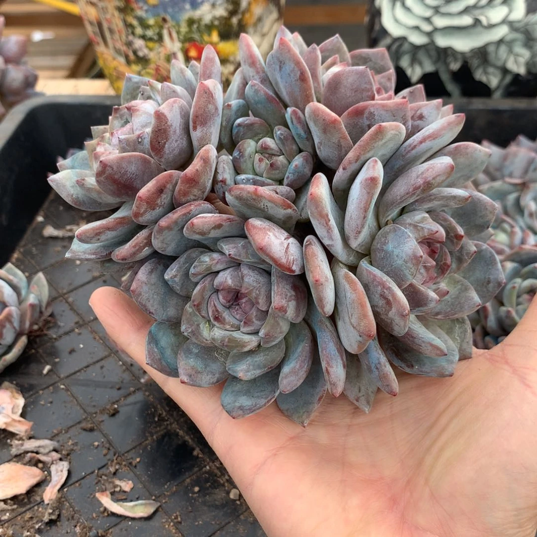 自***，自由自在突尼斯发货多肉